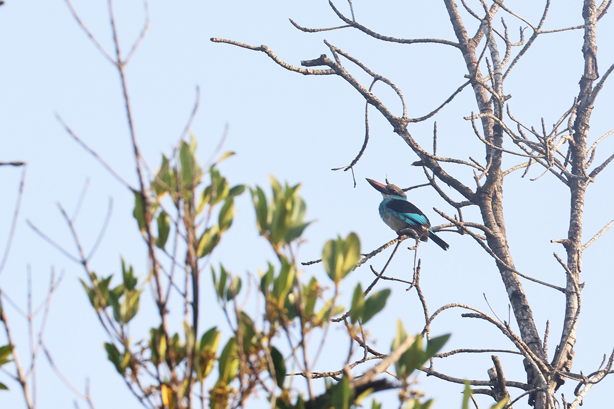 Blue-brested Kingfisher